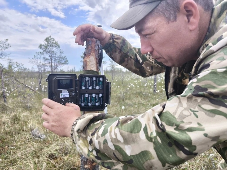 Новые фотоловушки установили в Полистовском заповеднике Новые фотоловушки установили в Полистовском заповеднике