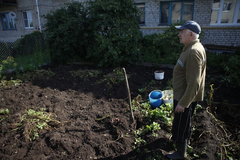 Угроза урожаю: псковичам рассказали, как пережить дожди