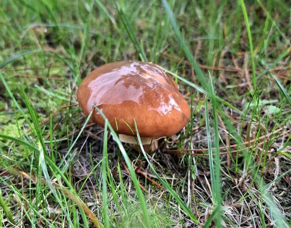 Дело в шляпке