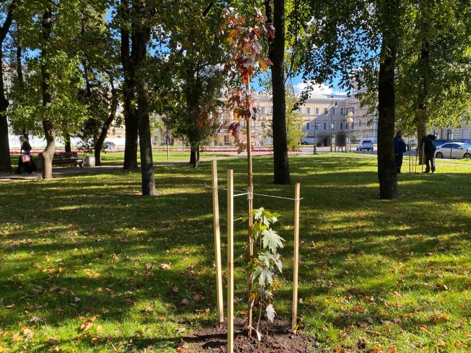 В сквере у гостиницы «Рижская» в Пскове высадили «Аллею СТД» В сквере у гостиницы «Рижская» в Пскове высадили «Аллею СТД»
