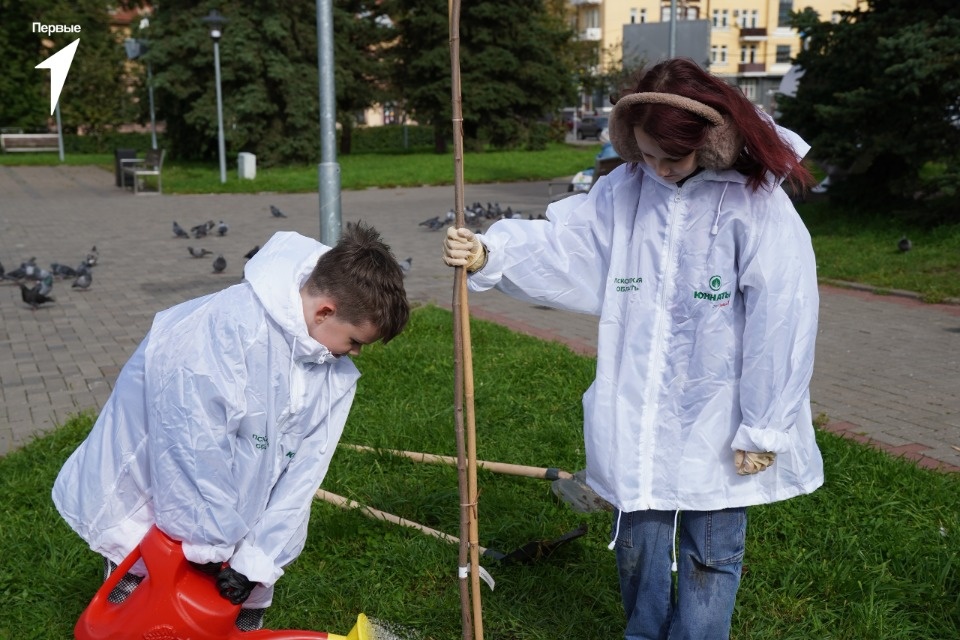 В сквере Искусств в Пскове высадили девять кленов В сквере Искусств в Пскове высадили девять кленов