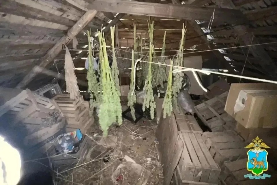 Полиция изъяла 2 кг марихуаны и 100 кг конопли у великолучанина Полиция изъяла 2 кг марихуаны и 100 кг конопли у великолучанина