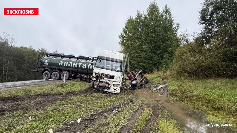 Две собаки погибли и один человек пострадал в результате ДТП в Псковской области 