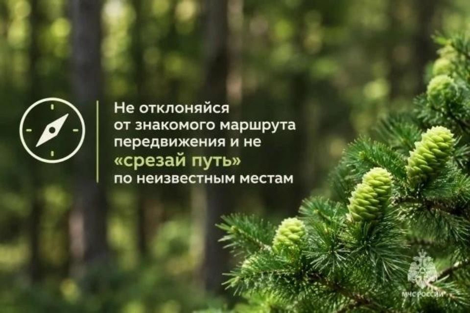 Более 30 грибников потерялись в лесах Псковской области с начала года
