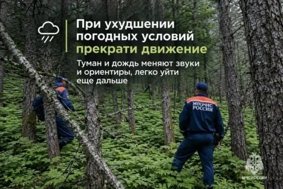 Более 30 грибников потерялись в лесах Псковской области с начала года
