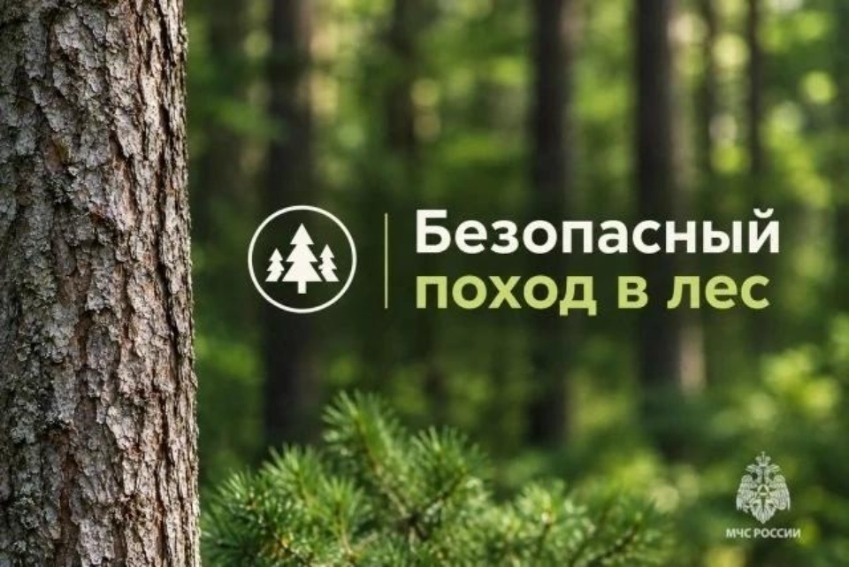 Более 30 грибников потерялись в лесах Псковской области с начала года